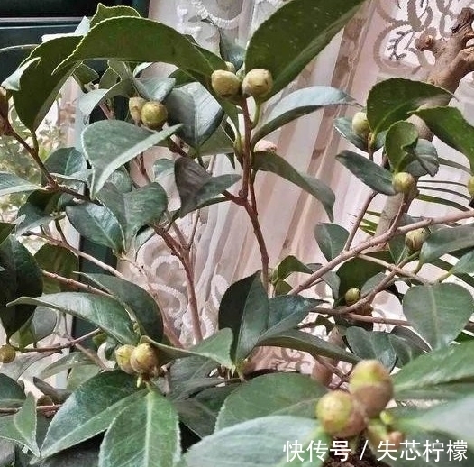 茶花怎样养才能一年比一年开花多,正确疏蕾和追肥必不可少