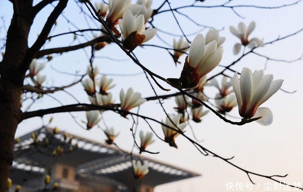 春暖花开|4种年宵花,盆栽美丽、插花诗意,高端大气春暖花开、幸福四季