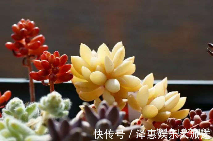 台友们|她用废弃的蛋壳“孵出”美丽的多肉植物,实在太迷你可爱了!