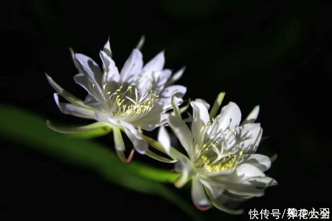 修剪|8月后，6种花别修剪，小心以后不开花