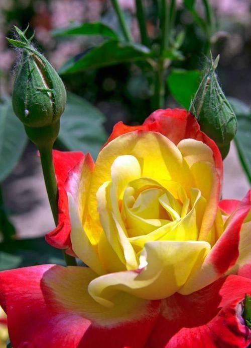  长势|漂亮花都是“急性子”，火急火燎冒花苞，长势旺，开了一茬又一茬