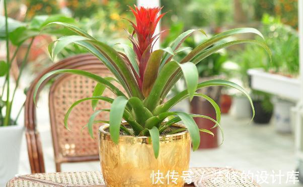 和节日很搭的8种花，花期都超长，养在室内也能美200天