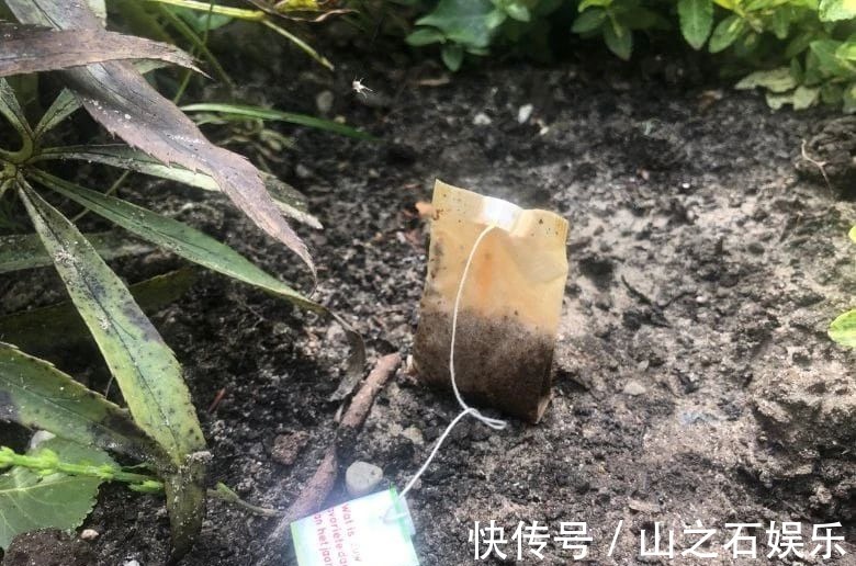 鸡蛋壳|在家里养花时,肥皂水、鸡蛋壳或煮菜的水别丢,是可以用来养花的