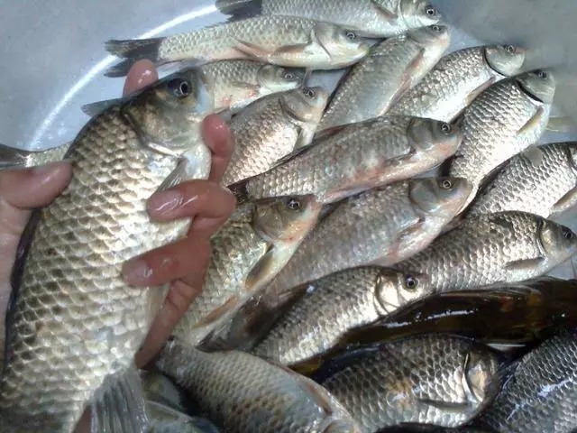 野钓选钓点是关键的一步，这样钓鲫鱼，越钓越爽，怎么钓都过瘾！