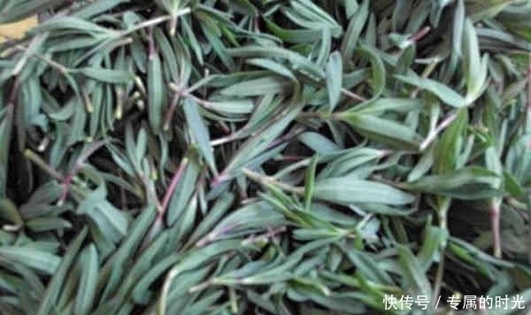 益母草膏|老中医提醒:在农村这4种野菜不仅能抗疲劳,而且还能清热排毒!