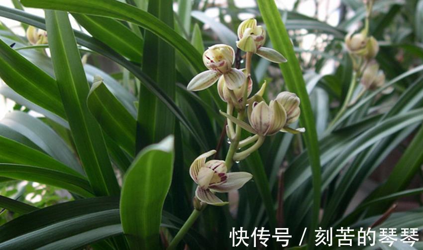 三种不花钱的植料，用来养殖兰花和君子兰真不错，经验分享