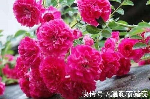 玫瑰|养花就养此4种,扦插就能活,周年开花,室内也能养