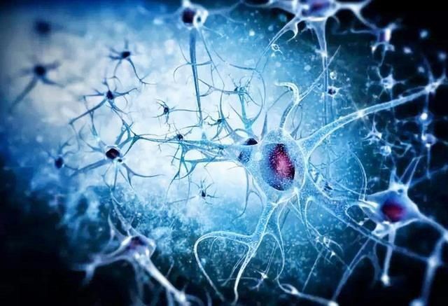 莉丝·艾利奥特|美国神经生物学家:孩子大脑发育存在“黄金5年”,父母要把握住