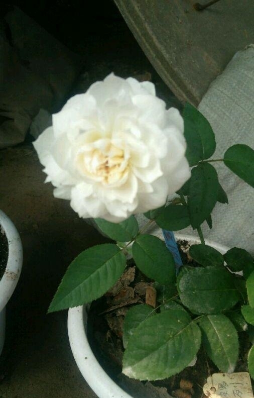 波莱罗|最勤花的盆栽花卉,香味浓郁,花色淡雅,月月开花招人爱