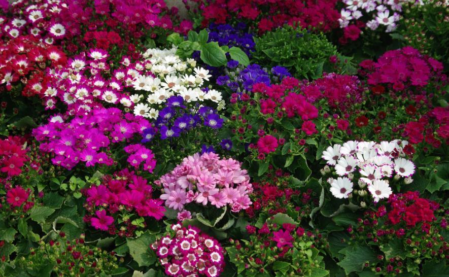 5种“一次性”花,开完赶紧丢了,老手也难养复花,你养过几种?