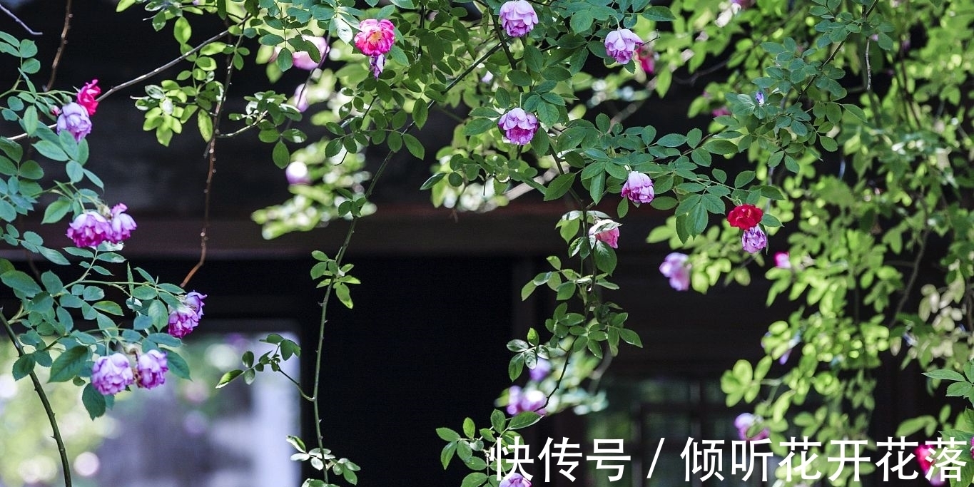 惜春!黄庭坚逆境中的一首独出心裁之作,空灵蕴藉,深沉含蓄,情趣盎然