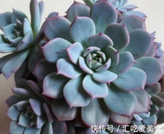 多肉劳伦斯怎么养护，做到5个方法，叶色才会更美更艳丽