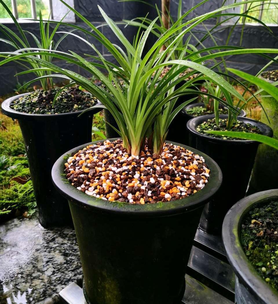 17大吉祥花,客厅有空间一定要养上一盆,好看又好养,养人又旺家