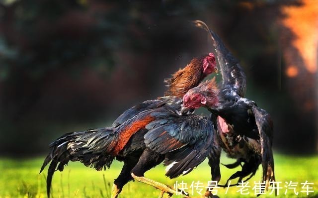 木头鸡@庄子这3句话,暗藏天道、地道、人道大玄机,读懂了时来运转!