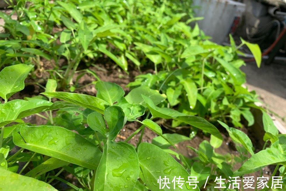 木耳菜|适合夏天种阳台的3种蔬菜，好养又好看，摘了又可以长，吃不停