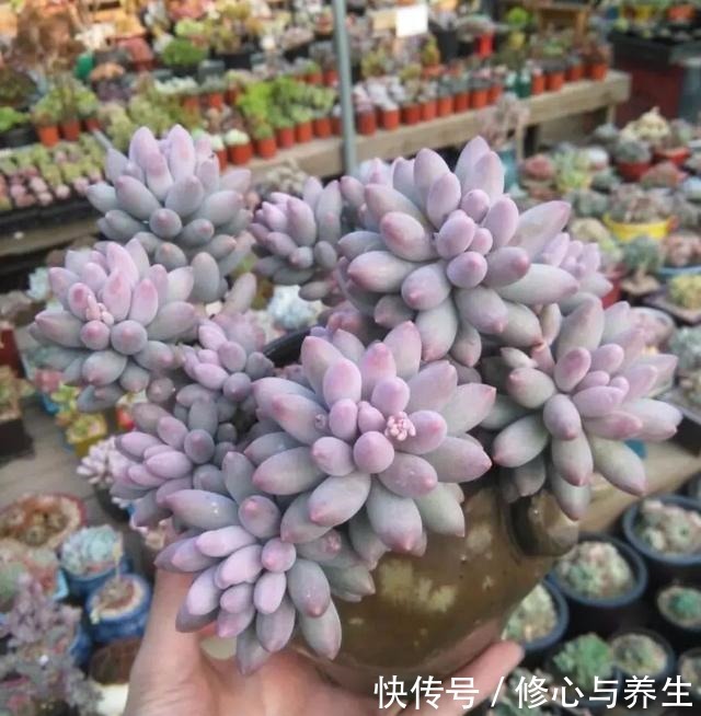 5种多肉“不好养”,新手不敢碰,老手养不好,看看你家有没有!