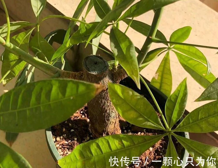 这3种植物不怕冻，天冷室内盆栽枝叶翠绿有光泽，状态好极了！