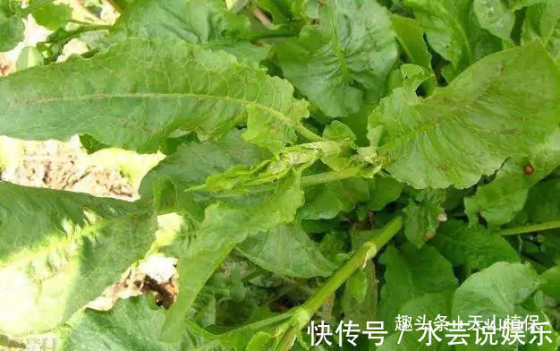 皮肤瘙痒|农村一种野菜，过去是救命菜，现成“稀罕货”，城里15一斤