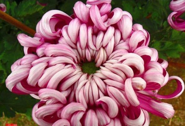 菊花|喜欢菊花,不如养盆“珍稀名菊”安吉拉,似仙女下凡,美极了