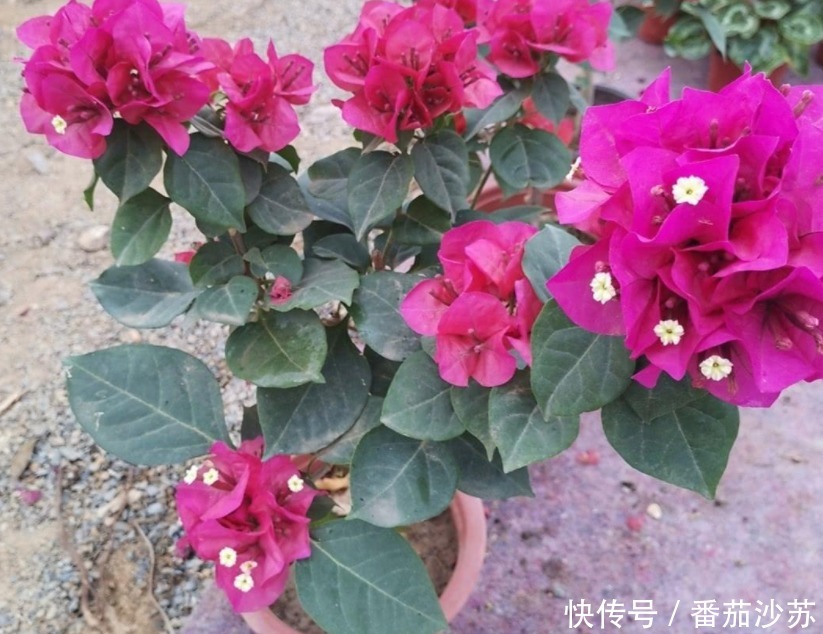 浇灌|用磷酸二氢钾养花，坚持4不施，植物叶不黄、根不烂，呼呼开花