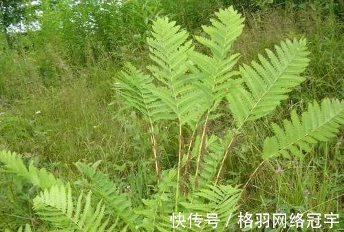 野豌豆|伯夷叔齐饿死不食周粟，采薇而食，“薇”指的什么？