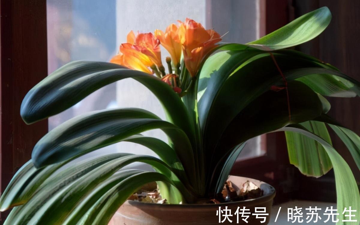 养了几年的君子兰不开花，还黄叶，其实简单，用上它花开叶绿