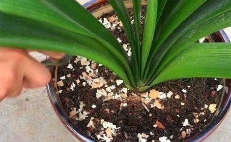 家家都有的1种垃圾,养花盆里放一些,养啥旺啥,轻松爆盆!
