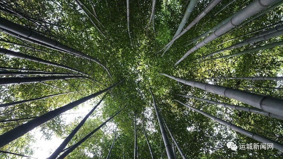 芮城|竹林深处 树密虫鸣　探寻芮城千年竹林谷