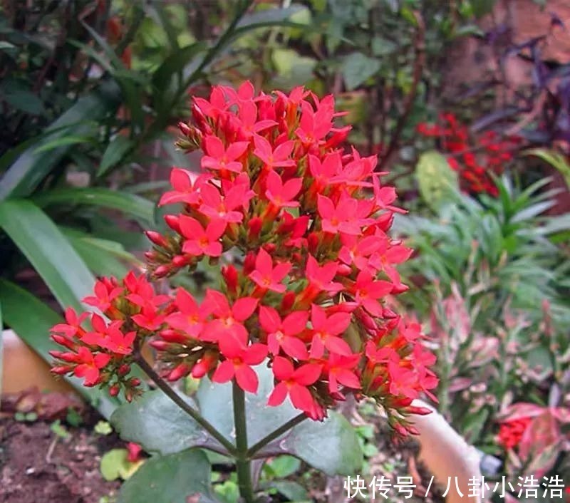 花期|45种长寿花，个个都是高颜值，家里养几盆，美得移不开眼