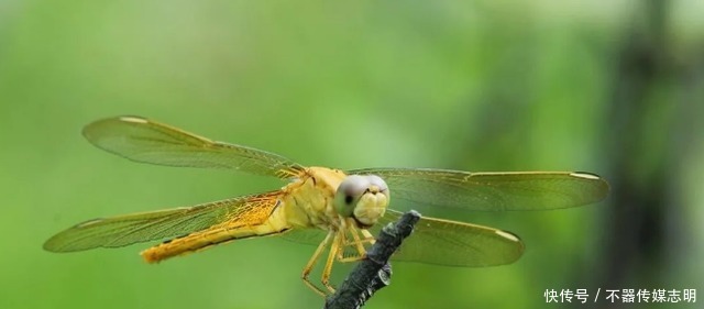 蜻蜓不足1克重飞了6400公里,横穿印度洋,打破生命极限值