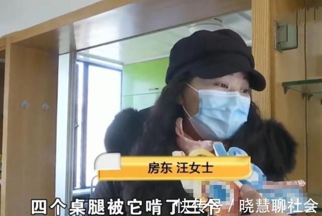 房东|将房屋租给爱狗人士,收房时险些哭出声,房客:维修是房主的事