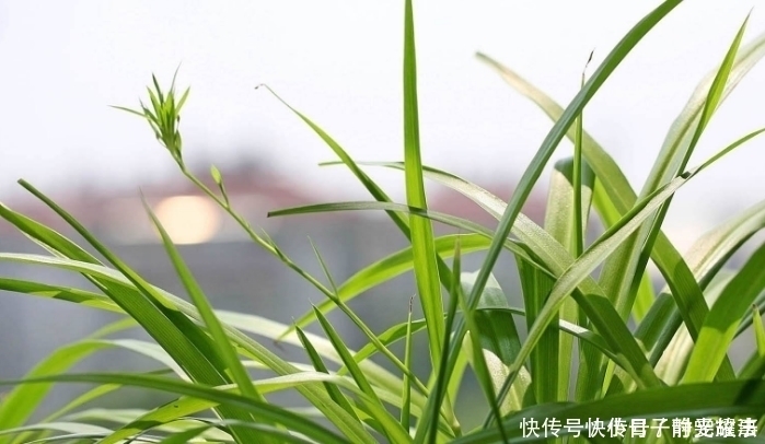 到了夏天,6种花变成“大水桶”,一天不浇就变丑,浇水就绿油油