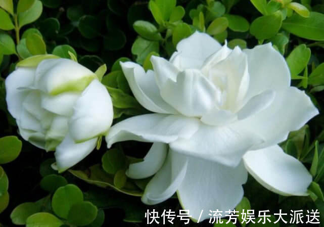 茉莉花|养栀子花、茉莉花,学会关键“1招”,不黄叶、不掉蕾,花开满枝