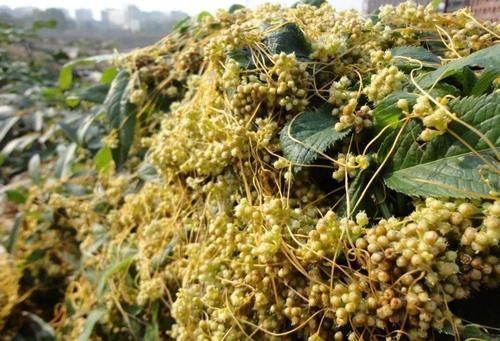 大豆|若在大豆上见到这野草,别手软,赶紧采摘回家,它种子价值很高