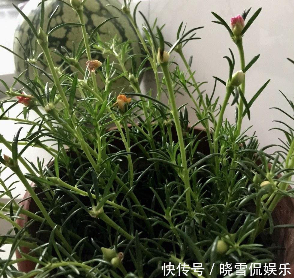 花儿|秋天的太阳花,给点肥剪一剪,从瘦弱变得茁壮,花儿更多
