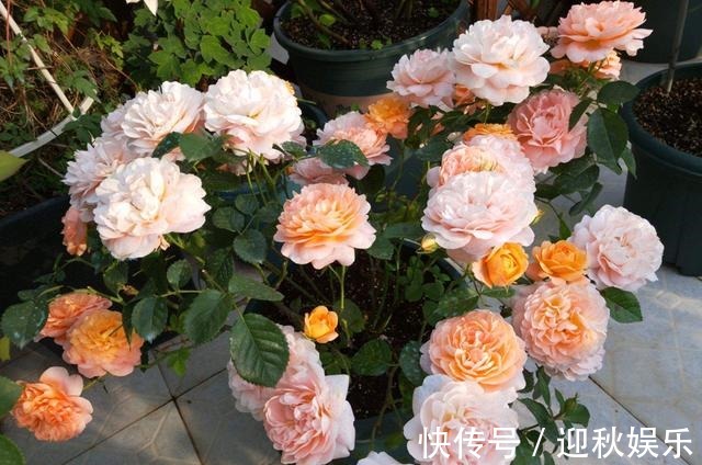 3种“肥水”,给月季浇一浇,开花多又艳,一年开花200多天!