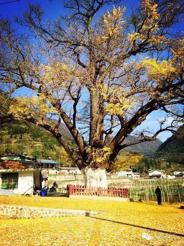 风动|【创建天府旅游名县】色在深秋，风动叶飘零，李白故里美色迷人，要你好看！