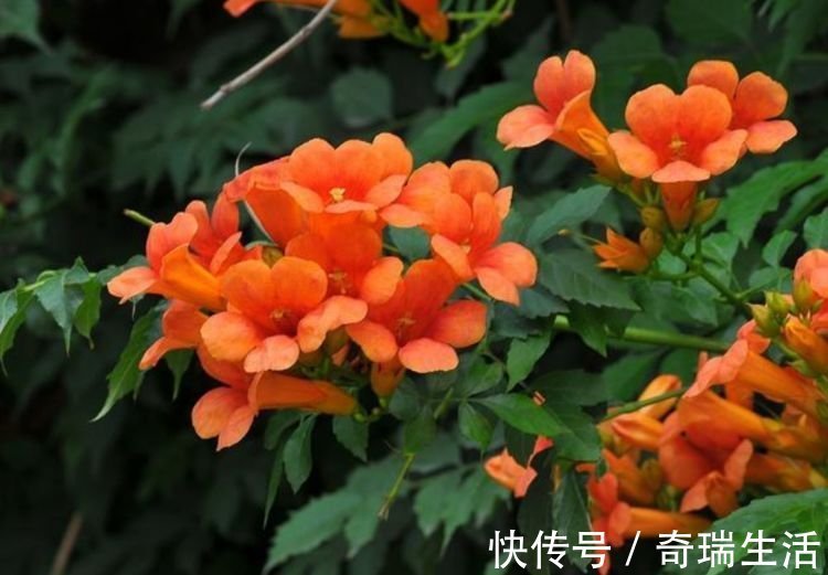此花超漂亮,沾土就活,家里变花海,越养越上瘾!