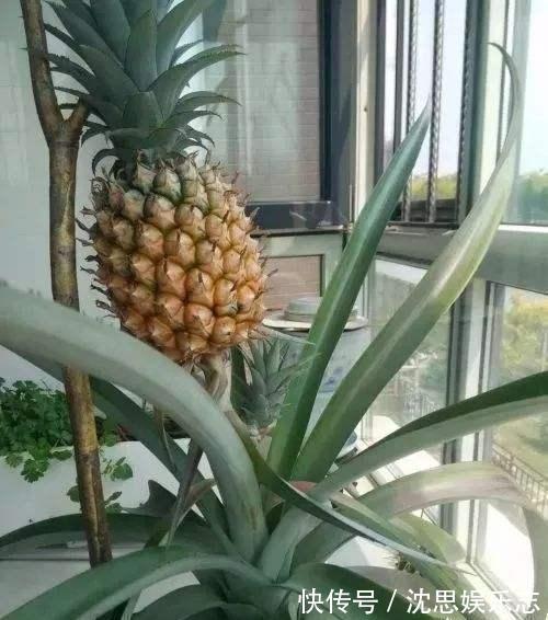 吃菠萝,叶子别扔,做个盆栽像“兰花”,开花就结大“菠萝”