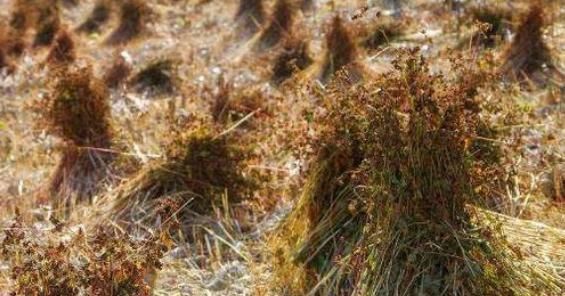 高血糖|它被称为天然的“胰岛素”,在水里撒一把,血糖慢慢降下来