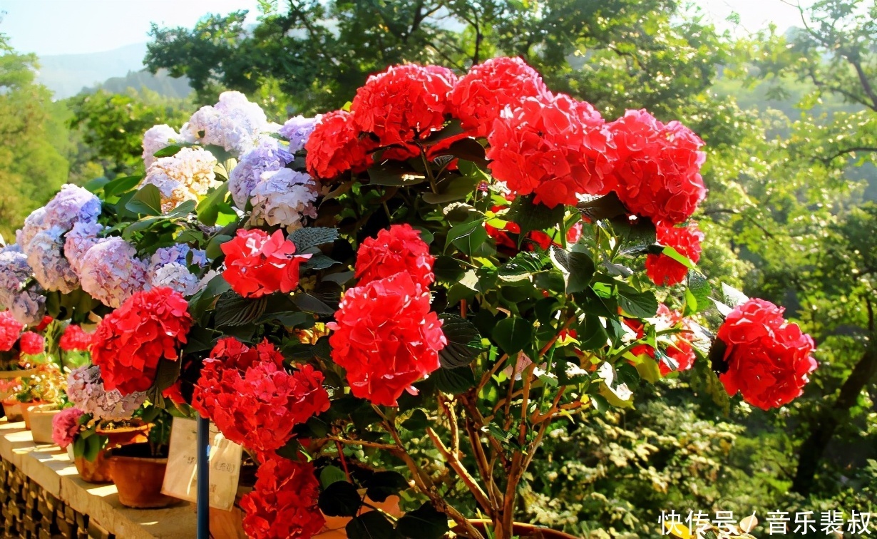 养花小技巧4个常见的小妙招,大家用对方法了没