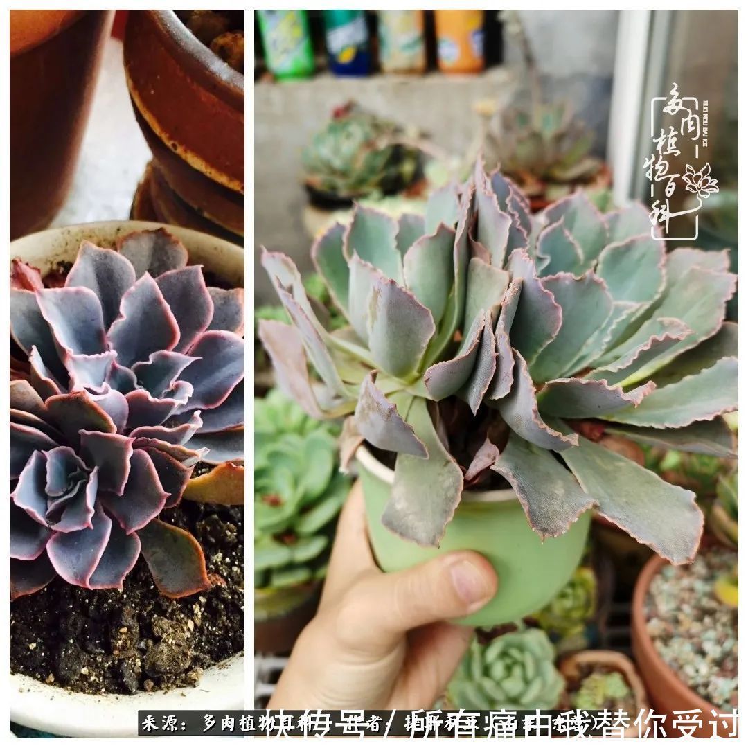 人如多肉,经阳光雨露历练后,亦会越挫越勇!