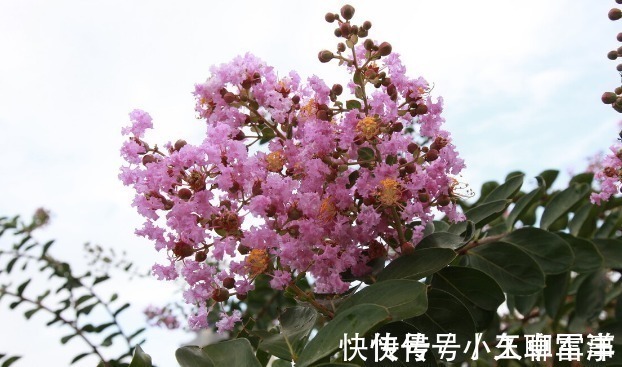 吉祥|庭院无树,无福无禄?有院子就种15种树,随便选一种,吉祥又好看