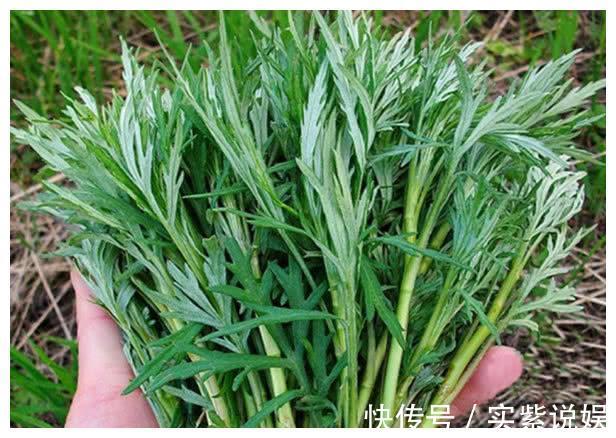 三人行必有我师焉|天天喊着吃野菜,牢记“3吃,5不吃”!为了家人健康,别再吃错