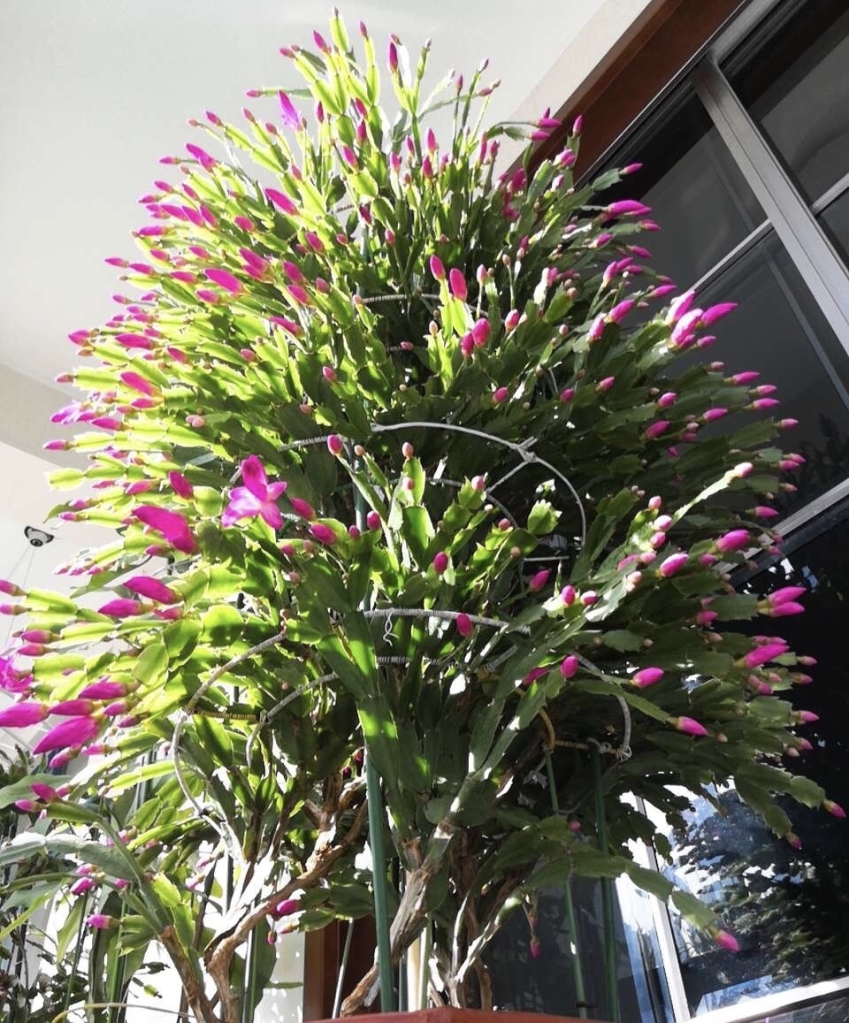 李姐|她的蟹爪兰“养成”大花球,一盆开花上百朵,秘诀有3个