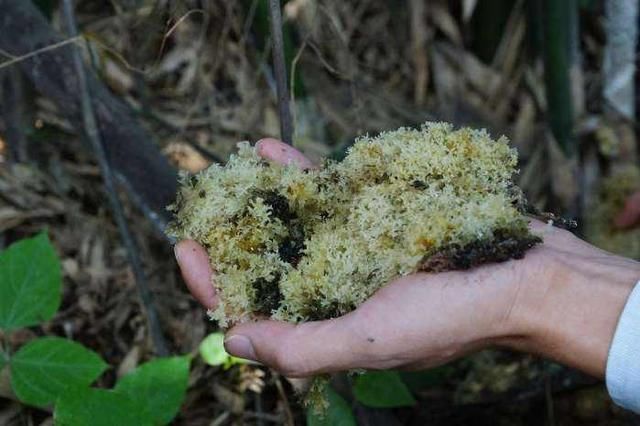 虫子咬后才能开花,竹子上面生长的美味,村民可遇不可求