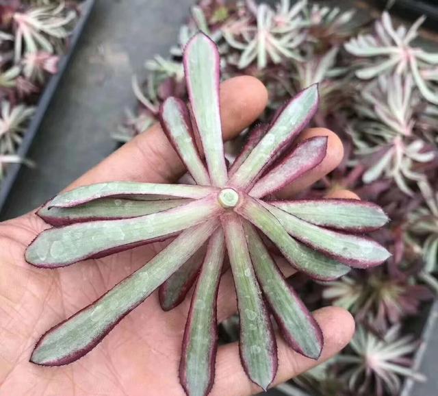 多肉界“大魔头”黑法师，砍了一个“大头”，爆出几十个“崽子“