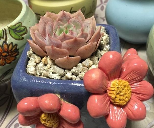 栽培多肉植物的盆器那么多,该如何选择,才能使多肉植物长得好