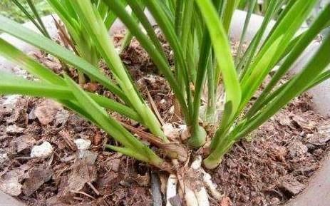 把“1种”东西碾碎煮水,成“天然生长液”,养花不花钱效果棒!