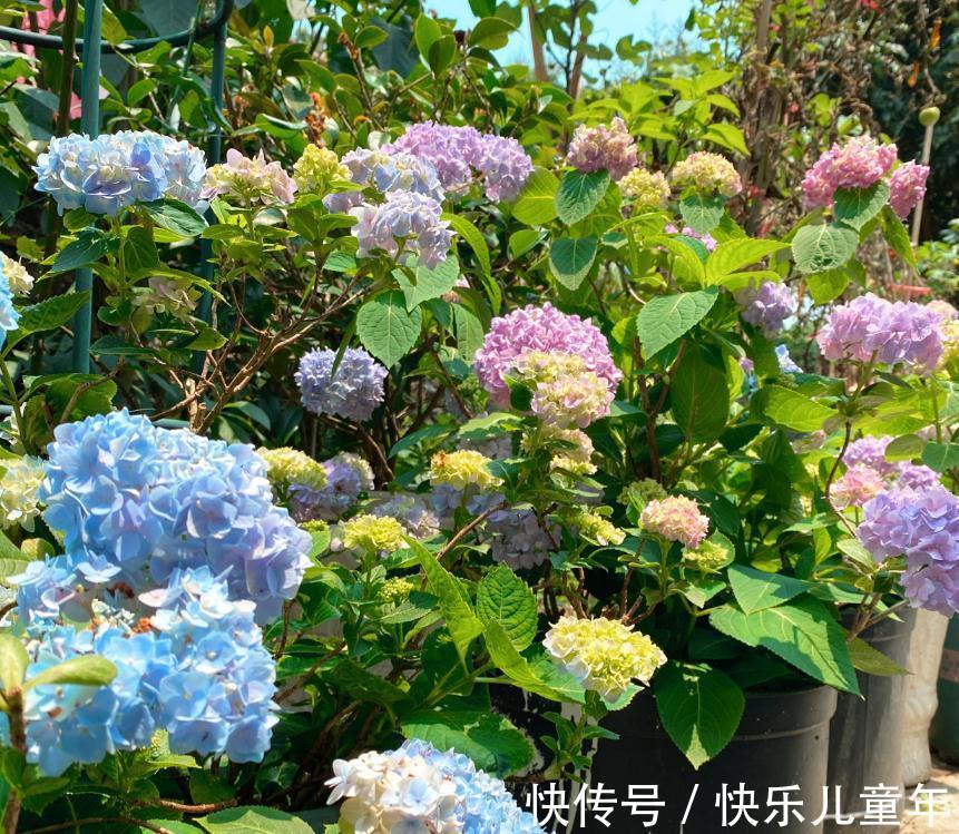 冬日室内盆栽绣球花,记不住这4点要求算白干